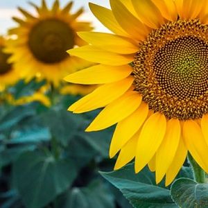 Meet your Posher, Yecenia